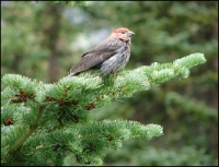 Red-Head Bird