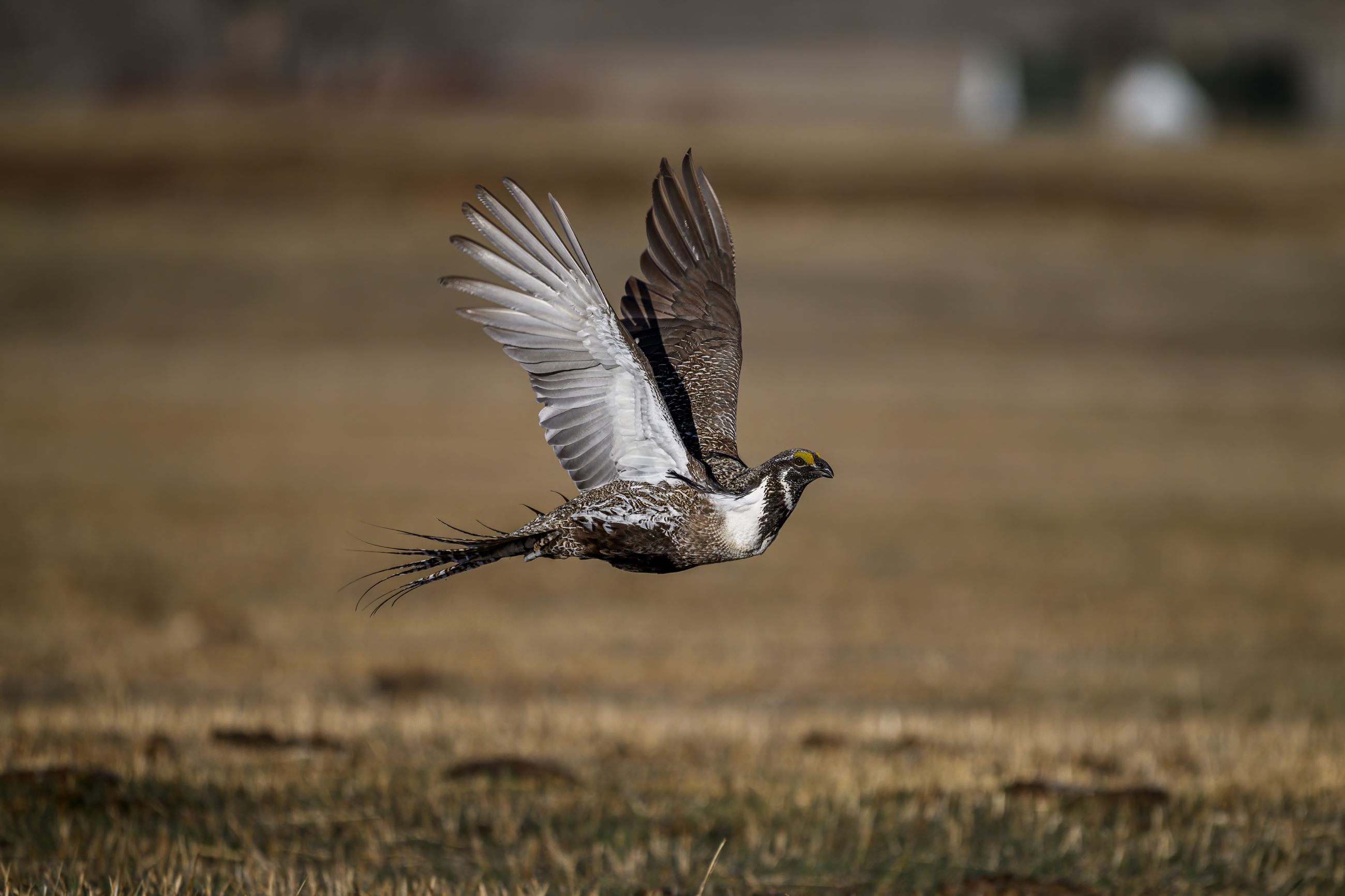 2024 Sage-Grouse Photos by Sean Owens