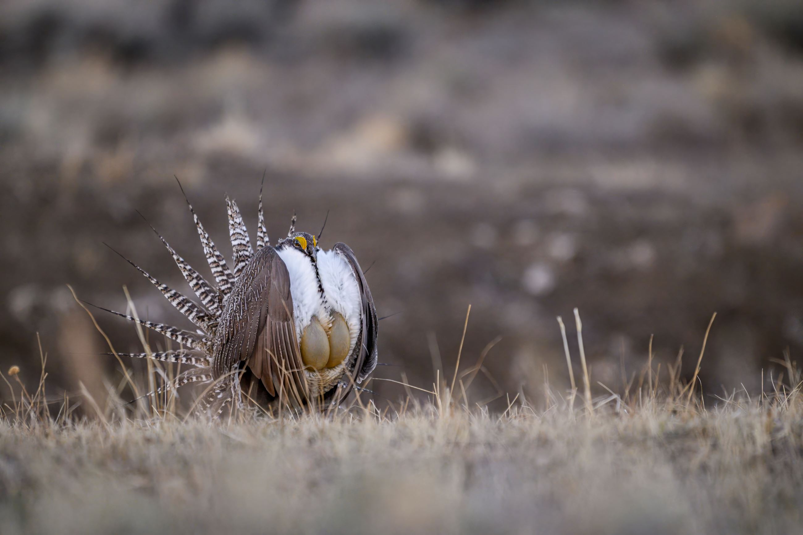 2024 Sage-Grouse Photos by Sean Owens