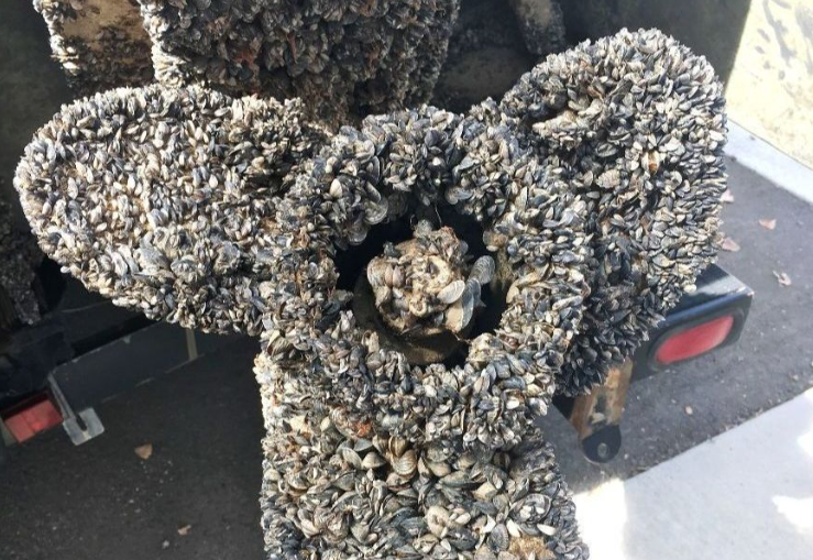 Zebra Mussels